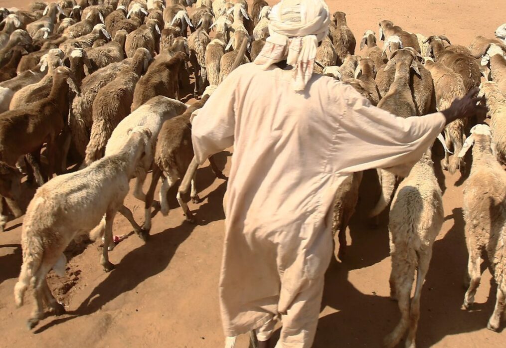 Thousands of Sheep Drown in Red Sea as Sudan Ship Founders