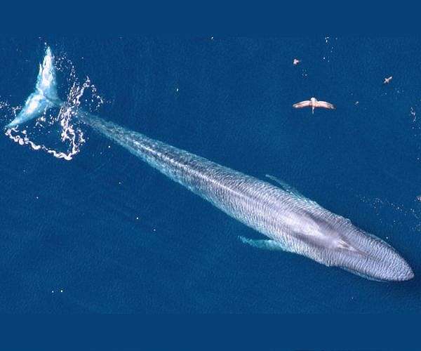 Shipping giant changes course to save Sri Lanka whales